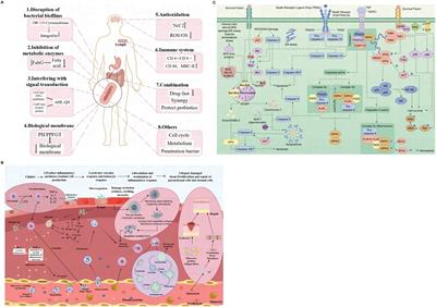 Polyphenols in health and food processing: antibacterial, anti-inflammatory, and antioxidant insights